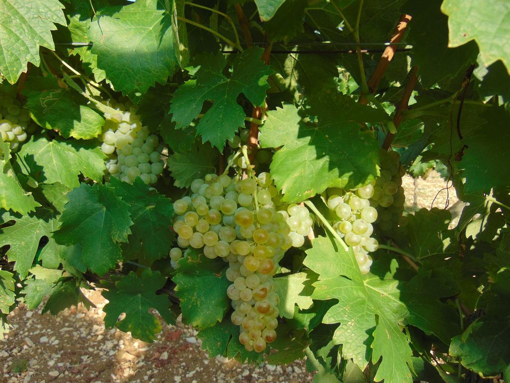 Agriturismo Circugnano Grassina Bilik gambar