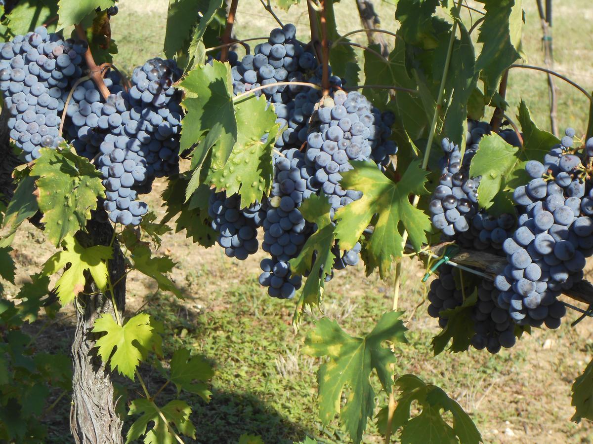 Agriturismo Circugnano Grassina Luaran gambar