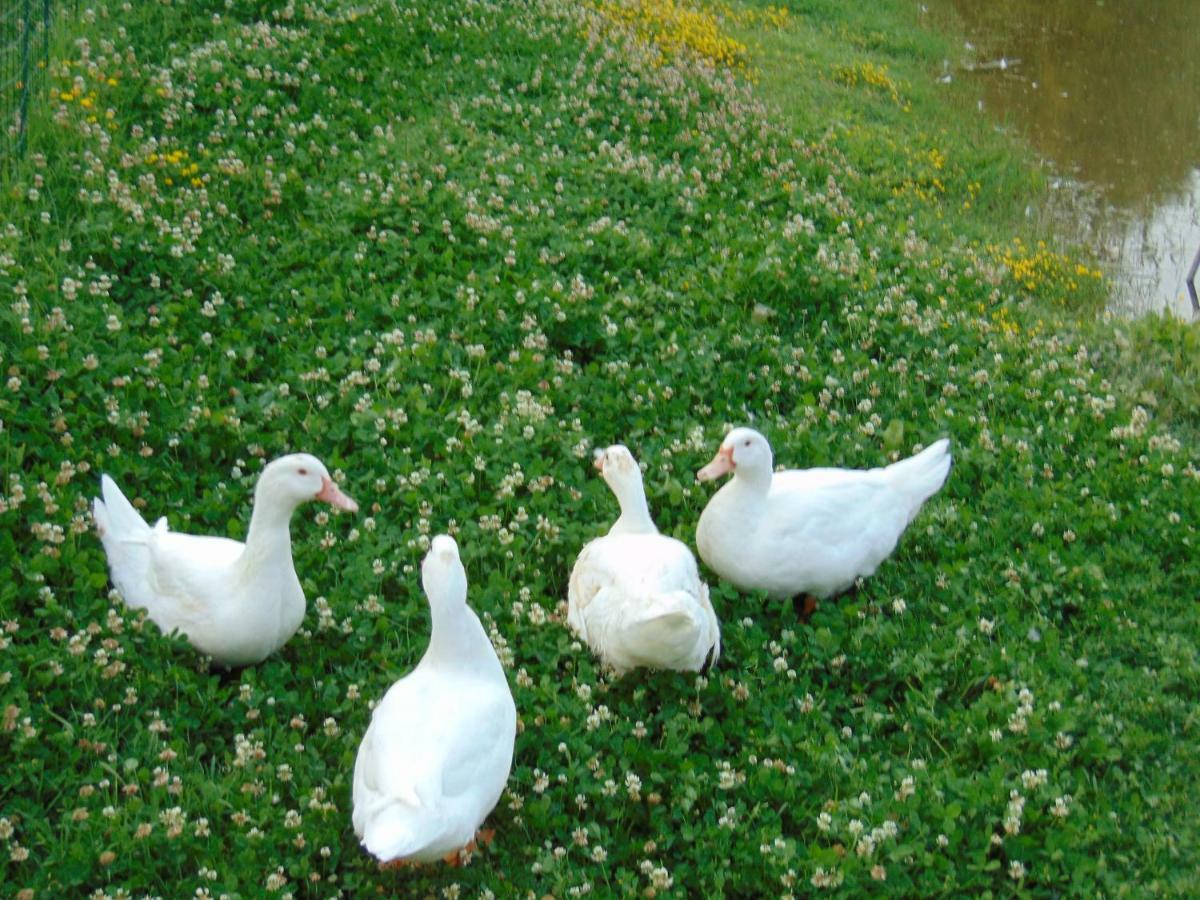 Agriturismo Circugnano Grassina Luaran gambar
